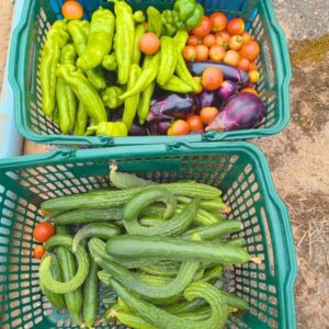 ピーマン、きゅうり、トマト、ナスなどがカゴいっぱいに入っている様子